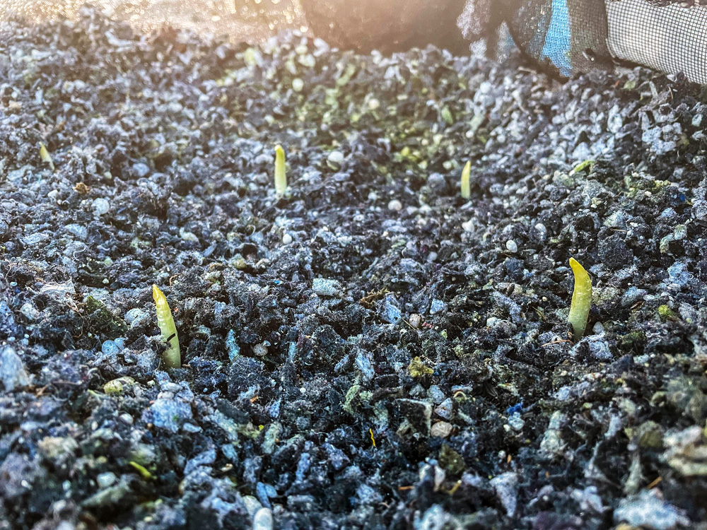 発芽したばかりのハーリック