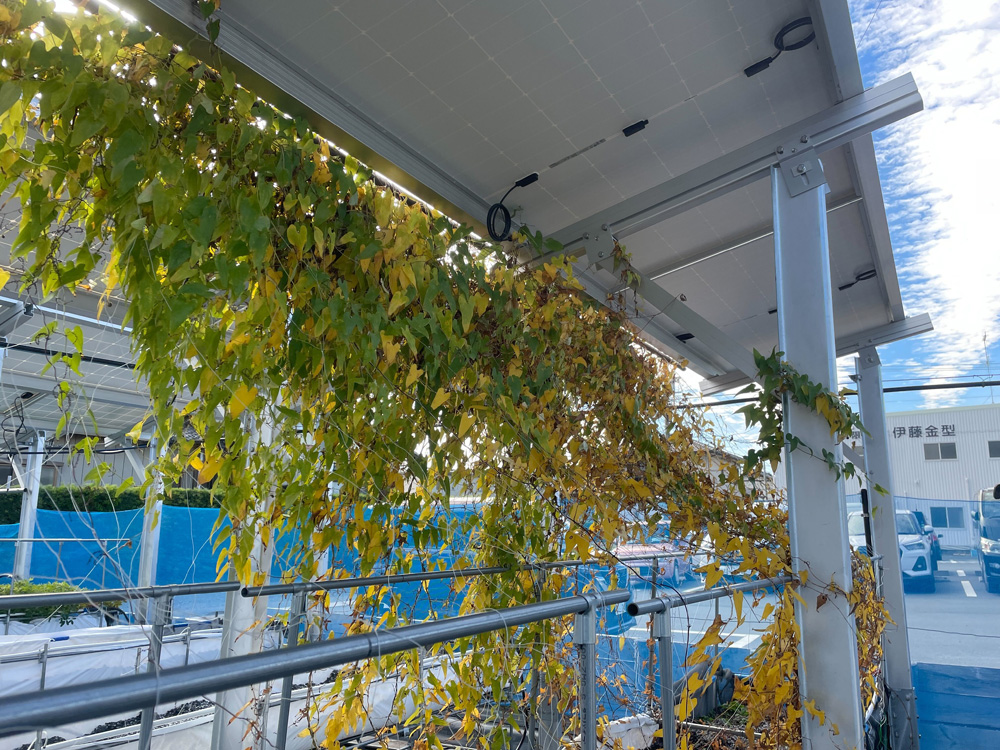 冬支度の始まり。自然薯の葉が静かに枯れていきます。